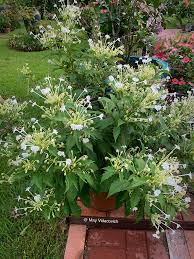 Image result for Clerodendrum incisum