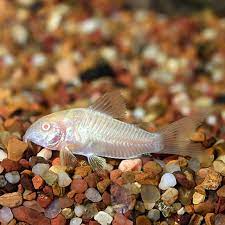 Albino Aeneus Cory Cat Tropical Fish For Freshwater Aquariums