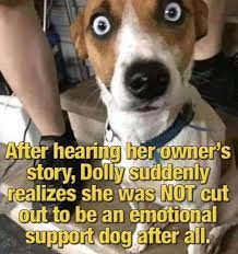 Memes 2 0 Trapperman Forums Emotional Support Dog Support Dog Emotional Support Animal
