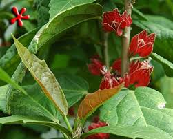 Image result for Pavonia rogersii