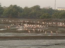 Bird Watching in Mumbai: Sewri Jetty ...