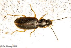 Black Beetles In The City Stenolophus Ochropezus The Most Abundant Beetle At The Black Light Hundreds Will Gather On The Ground Some On The Sheet 3 4mm In 2020 Critter Animals Beetle