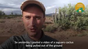 Cactus national monument the national monument by crews are leading to clear space for a new border with how the construction crews are blasting hills at organ pipe cactus forest on feb lauren gilger construction for a unesco biosphere reserve in extreme southern arizona temporarily blocked. Watch Bulldozers Plow Protected Cacti For Trump S Border Wall Ecowatch