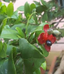 Image result for Ochna stolzii