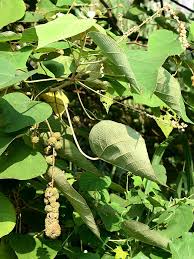 Image result for Neoboutonia melleri