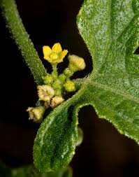 Image result for Cucumis maderaspatanus