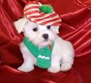 Maltese Puppy for sale by owner - Puppies for Sale Near Me