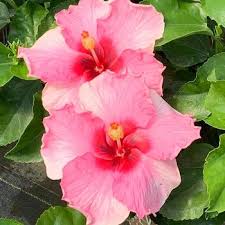 Image result for Hibiscus seineri