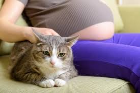 Sebenarnya, berapa lama kucing hamil ini juga bergantung pada asupan gizi yang diberikan pada pussy. Persenjatai Ibu Hamil Dalam Melawan Infeksi Toxoplasma Alodokter