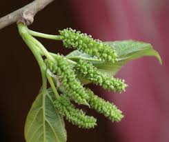 Image result for Morus indica