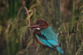 Wild Bird Trust - White-Throated Kingfisher (Halcyon Smyrnensis) Keshopur  Wetlands, Gurdaspur, India Photographed By Vishesh Kamboj #Wildbird  #Birdyourworld | Facebook