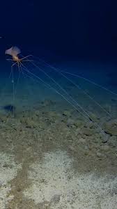 Image result for Pentanisia sykesii