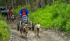 Year-Round Dog Mushing in Alaska