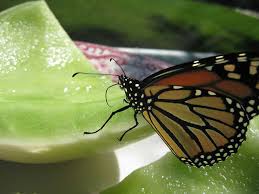 ✓ free for commercial use ✓ high quality images. Butterfly Nectar Butterfly Gardening