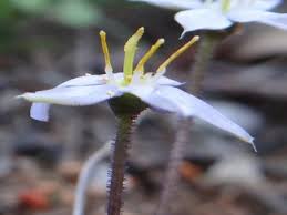 Image result for Xerophyta humilis