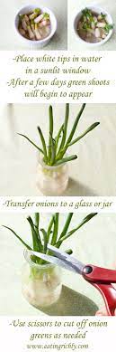 Regrow Green Onions Regrow Green Onions Green Onions Growing Plants