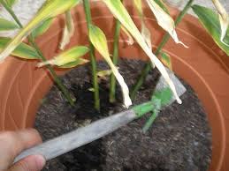 Comment Faire Pousser Du Gingembre En Pot Jardinage En Pots Activites De Jardinage Faire Pousser Du Gingembre
