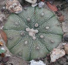Across their range, cacti are disappearing. Star Cactus Federal State Listed Plants Of Texas