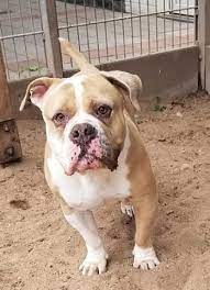 Dorset olde tyme bulldogge (es); Old English Bulldog Ruede Zocker Geb 2015 Im Tierheim Frankfurt Molosser Vermittlungshilfe