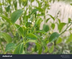 Image result for Sphenoclea