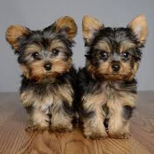 Check spelling or type a new query. 300 Yorkie Puppy Ideas In 2021 Yorkshire Terrier Yorkie Yorkie Puppy
