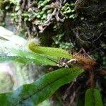 Image result for Elaphoglossum aubertii