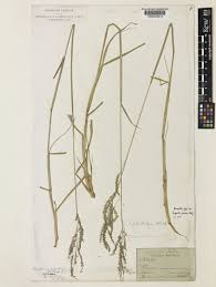 Image result for Eriochloa fatmensis