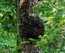 Cherry Tree Problems What To Do For Crown Gall On Cherry Trees