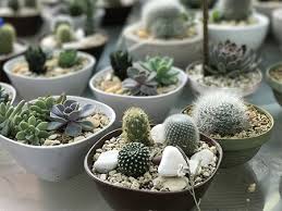 Los cactus y suculentas despliegan una variedad única de tamaños y aspectos y muchos colores y texturas. 4 Cuidados De Las Suculentas Homecenter