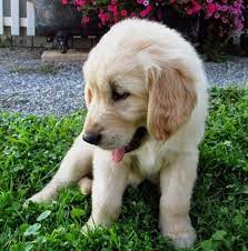 Golden retriever puppies are one of the most popular dog breeds for a reason! Cute Doggies And Puppies Free Images Golden Retriever Puppies For Sale 200 Limpopo South Africa