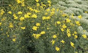 Die Dauerbluher Favoriten Unserer Community Dauerbluher Stauden Sommerblumen