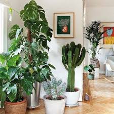 We did not find results for: Easy Flowers To Grow Indoors A Useful Guide For Indoor Gardening