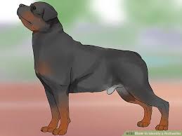 How To Tell If Your Dog S Penis Is Albino Disneyvacation