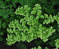 Maybe you would like to learn more about one of these? Soal Materi Kingdom Plantae Kelas X Sma Info Pendidikan Dan Biologi