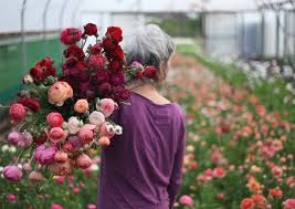 Feldis florists offers a wide range of. How To Find Sustainable Flowers Eco Age