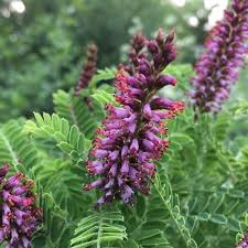 Image result for Lipocarpha nana