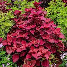 Piante da interno con fiore in autunno. Come Coltivare Il Coleus Per Chi Ama Le Foglie Colorate