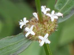 Image result for Spermacoce