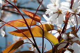 Save £££s and buy in bulk. 10 Flowering Trees For Small Gardens Rhs Gardening