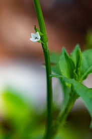 Image result for Oxygonum