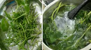 Ketumpang air, tumpangan air, sirih mini atau sirih cina. Hebatnya Khasiat Daun Ini Mampu Merawat Sakit Sendi Kayap Kencing Manis Dan Banyak Lagi My Info Maya
