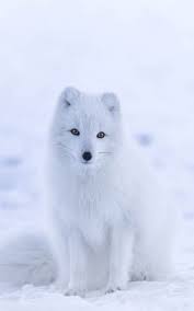 Cute White Arctic Fox Hd Mobile Wallpaper Baby Arctic Fox Arctic Fox Cute Animals