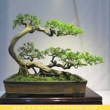 16 Gambar Inspirasi Bonsai Gaya Tertiup Angin Fukinagashi