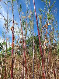 Image result for Phragmites mauritianus