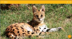 Felidae (/ ˈ f ɛ l ɪ d iː /) is a family of mammals in the order carnivora, colloquially referred to as cats, and constitutes a clade.a member of this family is also called a felid (/ ˈ f iː l ɪ d /). Ø®Ù„ÙÙŠØ© Ø§Ù„Ø£ÙØ±ÙŠÙ‚ÙŠØ© Ø³ÙŠØ±ÙØ§Ù„ Ø§Ù„Ù‚Ø·Ø© For Android Apk Download