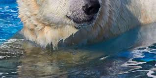 Zoo de la fleche, la fleche: Zoo De La Palmyre Le Dernier Ours Polaire A Ete Euthanasie
