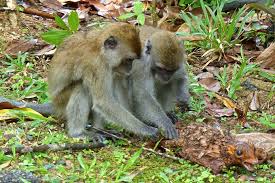 The adults of this species don't die, though. Wow That Is Cool Conservation For The Wild