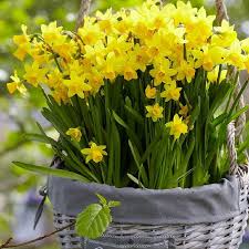 Daffodil Bulbs Miniature Tete A Tete Bag Of 100 Spring Yellow Flowers Daffodil Bulbs Bulb Flowers Planting Bulbs