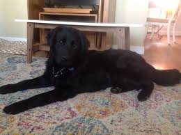 Chocolate labrador retrievers puppy pictures, family lab photos, everything about chocolate. Adopted 2018 Brookline Labrador Retriever Rescue
