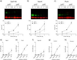 a recombinant conjugated pneumococcal vaccine that protects